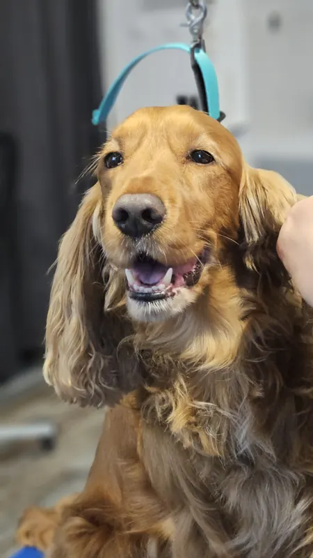 Cocker spaniel podczas pielęgnacji w salonie Tu Mi Szumi w Lublinie